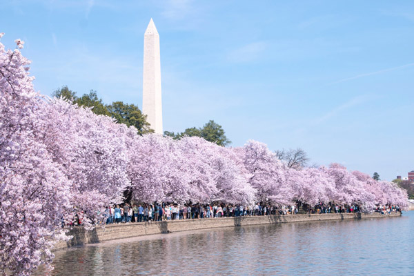 Image of Washington Monument with cherry blossoms for federal news update CWCBExpo